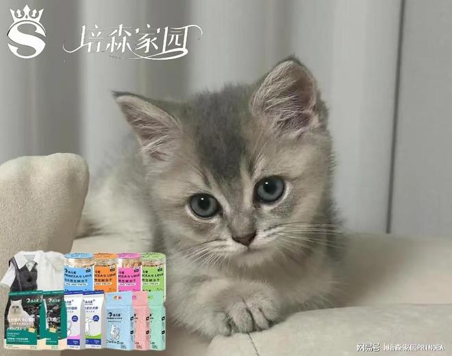惊！猫咪竟藏着四只耳朵的秘密？