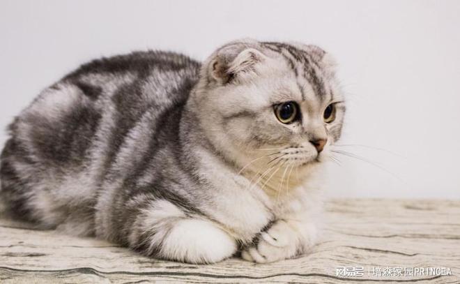 冷知识：折耳猫的小知识你了解多少？